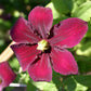 Clematis Niobe - Live Plants in 4 Inch Growers Pots - Clematis &