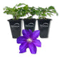 Clematis Duchess of Cornwall - Live Starter Plants in 2 Inch Growers Pots - Starter Plants Ready for The Garden - Rare Clematis for Collectors