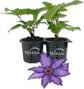 Clematis Marie Louise Jensen - Live Starter Plants in 2 Inch Growers Pots - Starter Plants Ready for The Garden - Beautiful Purple Blue Flowering Vine