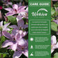 Clematis Hagley Hybrid - Live Starter Plants in 2 Inch Growers Pots - Starter Plants Ready for The Garden - Beautiful White and Purple Flowering Vine