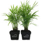 Neanthe Bella Parlor Palm - Live Plants in 3 Inch Pots - Chamaedorea Elegans - Beautiful Clean Air Indoor Houseplant