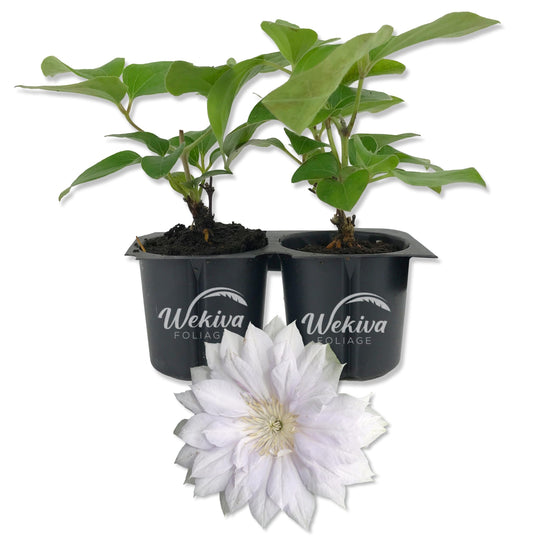 Clematis Belle of Woking - Live Starter Plants in 2 Inch Growers Pots - Starter Plants Ready for The Garden - Beautiful Flowering Vine