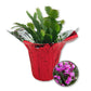 Christmas Cactus in Festive Holiday Cover - Live Plant in a 4 Inch Pot - Schlumbergera Bridgesii - Beautiful Indoor Tropical Succulent Decor