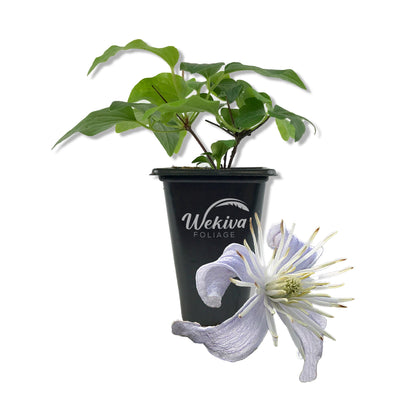 Clematis Heracleifolia - Live Starter Plants in 2 Inch Growers Pots - Starter Plants Ready for The Garden - Rare Clematis for Collectors