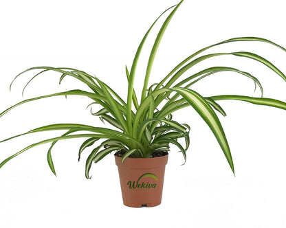 Enchanting Spider Plant - Live Starter Plants in 2 Inch Pots - Chlorophytum Comosum - Nature&