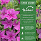 Clematis Rosalie - Live Starter Plants in 2 Inch Growers Pots - Starter Plants Ready for The Garden - Rare Clematis for Collectors