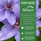 Clematis Parisienne - Live Starter Plants in 2 Inch Growers Pots - Starter Plants Ready for The Garden - Rare Clematis for Collectors