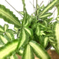 Silver Ribbon Fern - Live Plant in a 6 Inch Grower&