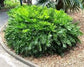 Coontie Palm - Live Starter Plants in Liners - Zamia Floridana - Rare Ornamental Palms of Florida