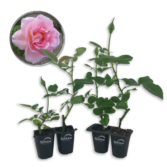 Tiffany Rose Bush - Live Starter Plants in 2 Inch Pots - Beautifully Fragrant Heirloom Rose from Florida - A Versatile Beauty with a Rich Fragrance