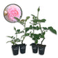 Old English Pink Rose Bush - Live Starter Plants in 2 Inch Pots - Beautiful Roses from Florida - A Timeless Classic Ornamental Rose (1 Plant)