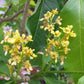 Peanut Butter Tree - Live Plant in a 4 Inch Growers Pot - Bunchosia Argentea - Exotic and Beautiful Fruit Tree for Your Edible Garden