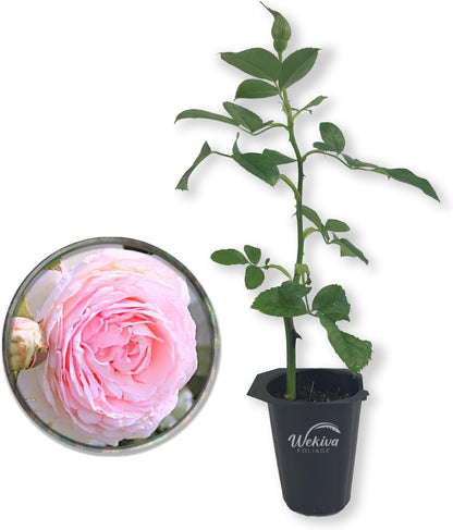 Old English Pink Rose Bush - Live Starter Plants in 2 Inch Pots - Beautiful Roses from Florida - A Timeless Classic Ornamental Rose (1 Plant)