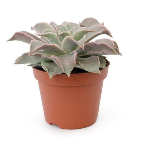 Echeveria Madiba - Live Starter Plants in 2 Inch Growers Pots - Rare and Beautiful Compact Colorful Easy Care Succulent