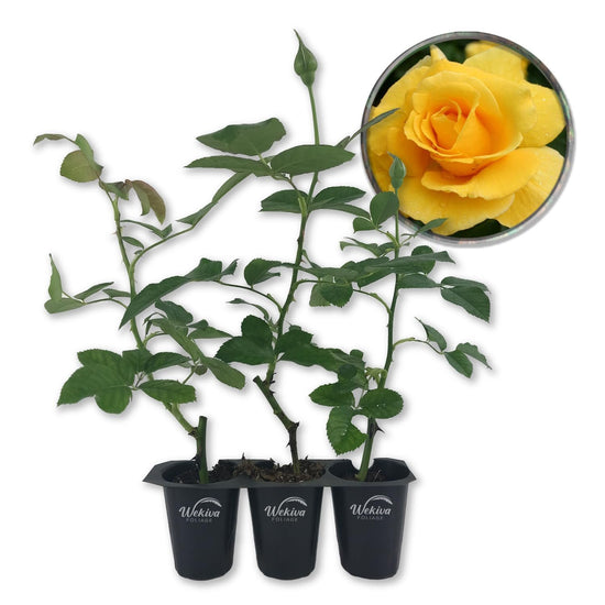 Midas Touch Rose Bush - Live Starter Plants in 2 Inch Pots - Beautifully Fragrant Heirloom Rose from Florida - A Versatile Beauty with a Rich Fragrance