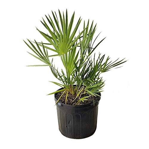 Green Saw Palmetto - Live Plants in 4 Inch Growers Pots - Serenoa Repens ‘Green’ - Native Ornamental Palms from Florida