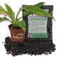 Philodendron Ring of Fire and Soil Mix Combo - Live Plant in a 4 Inch Pot with 1 Quart HousePlant Soil Mix - Philodendron Wendlandii x P. Tortum with Custom Soil Blend