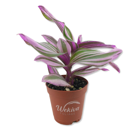 Tradescantia Wandering Jew - Live Plant in a 2 Inch Pot - Tradescantia Albiflora - Rare and Elegant Indoor Houseplant