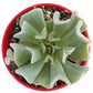 Echeveria Topsy Turvy - Live Starter Plants in 2 Inch Growers Pots - Beautiful Compact Easy Care Succulent