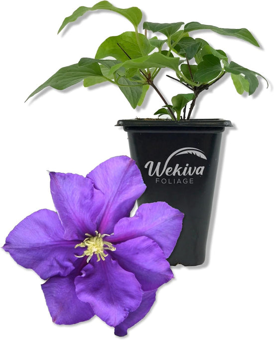 Clematis General Sikorski - Live Starter Plants in 2 Inch Pots - Starter Plants Ready for The Garden - Beautiful Dark Lavender Flowering Vine