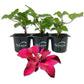 Clematis Huvi - Live Starter Plants in 2 Inch Growers Pots - Starter Plants Ready for The Garden - Beautiful Scarlet Flowering Vine