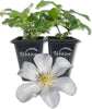 Clematis Huldine - Live Starter Plants in 2 Inch Growers Pots - Starter Plants Ready for The Garden - Rare Clematis for Collectors