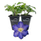 Clematis Ravel - Live Starter Plants in 2 Inch Growers Pots - Starter Plants Ready for The Garden - Rare Clematis for Collectors