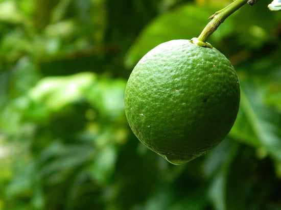 Key Lime Tree - Live Plants in 1 Gallon Pots - Florida Only - Citrus Aurantiifolia - Cannot Ship Out of Florida - Beautiful Fruit Tree for Patio and Garden