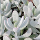 Silver Peak Pigs Ear Plant - Live Starter Plants in 2 Inch Growers Pots - Cotyledon Orbiculata &