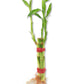 Lucky Indoor Bamboo for Happiness, Wealth and Longevity - 3 Live Stalks - Ships Bare Root - Air Purifying Feng-Shui Zen Garden Houseplants