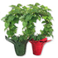 English Ivy Hoop in Festive Holiday Cover 2-Pack - 2 Live Plants in 4 Inch Pots - Hedera Helix - Florist Quality - Beautiful Easy Care Indoor Air Purifying Topiary Houseplant Vine