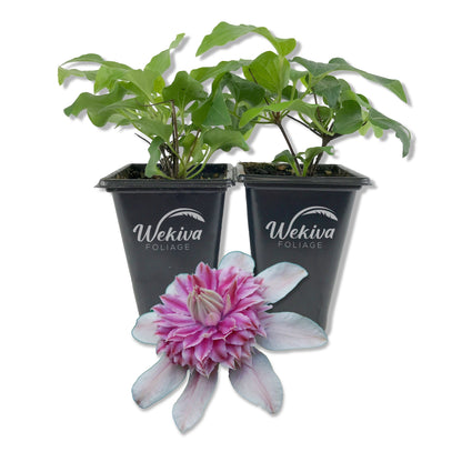 Clematis Josephine - Live Starter Plants in 2 Inch Growers Pots - Starter Plants Ready for The Garden - Rare Clematis for Collectors