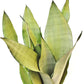 Silver Snake Plant - Live Plants in 4 Inch Pots - Sansevieria Trifasciata &