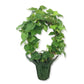 English Ivy Hoop in Festive Holiday Cover - Live Plants in 4 Inch Pots - Hedera Helix - Florist Quality - Stylish Air Purifying Topiary Houseplant Vine