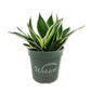 Lotus Snake Plant - Live Plants in 4 Inch Growers Pots - Sansevieria Trifasciata &