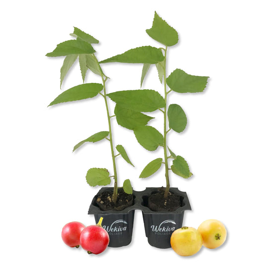 Jamaican Cherry Tree - Strawberry Tree - 2 Live Starter Plants in 2 Inch Grower&