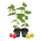 Jamaican Cherry Tree - Strawberry Tree - 2 Live Starter Plants in 2 Inch Grower&