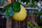 Ponderosa Lemon Tree - Live Plants in 1 Gallon Pots - Florida Only - Cannot Ship Out of Florida - Beautiful Fruit Tree for Patio and Garden