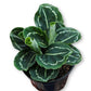 Calathea Green Lipstick - Live Plants in 4 Inch Growers Pots - Calathea Roseopicta &