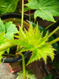 Star Begonia - Live Starter Plants in 2 Inch Pots - Begonia Heracleifolia - Extremely Rare and Beautiful Vining Indoor Houseplant - Air Purifying