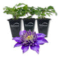 Clematis Multi Blue - Live Starter Plants in 2 Inch Growers Pots - Starter Plants Ready for The Garden - Rare Clematis for Collectors