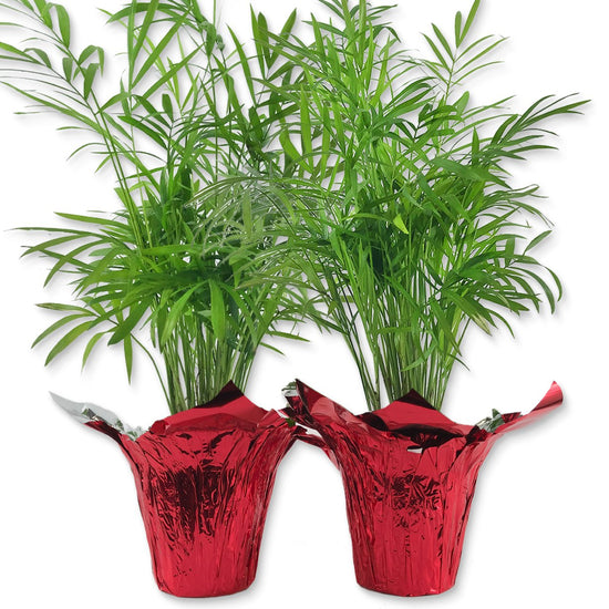 Neanthe Bella Parlor Palm in Festive Holiday Cover 2-Pack - Live Plants in 4 Inch Pots - Chamaedorea Elegans - Beautiful Indoor Houseplant