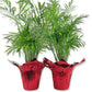 Neanthe Bella Parlor Palm in Festive Holiday Cover 2-Pack - Live Plants in 4 Inch Pots - Chamaedorea Elegans - Beautiful Indoor Houseplant