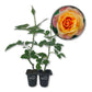 Magic Lantern Rose Bush - Live Starter Plants in 2 Inch Growers Pots - Beautifully Fragrant Grandiflora Rose - A Versatile Beauty with a Rich Fragrance