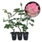 Grace De Monaco Rose Bush - Live Starter Plants in 2 Inch Growers Pots - Beautifully Fragrant Hybrid Tea Rose from Florida - A Versatile Beauty with a Rich Fragrance