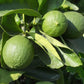 Persian Lime Tree - Live Plants in 1 Gallon Pots - Florida Only - Citrus Latifolia - Cannot Ship Out of Florida - Beautiful Fruit Tree for Patio and Garden