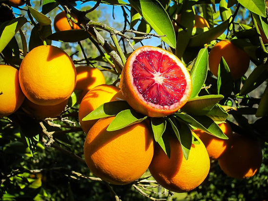 Sanguinelli Blood Orange Tree - Live Plants in 1 Gallon Pots - Florida Only - Cannot Ship Out of Florida - Beautiful Fruit Tree for Patio and Garden