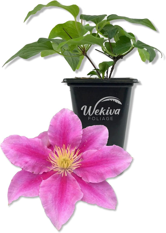 Clematis Vicki - Live Starter Plants in 2 Inch Growers Pots - Starter Plants Ready for The Garden - Rare Clematis for Collectors