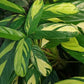 Calathea Pilosa - Live Plants in 4 Inch Growers Pots - Calathea Ctenanthe &