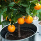 Vernia Orange Tree - Live Plants in 1 Gallon Pots - Florida Only - Cannot Ship Out of Florida - Beautiful Fruit Tree for Patio and Garden